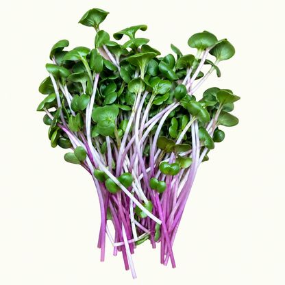 Radieschen