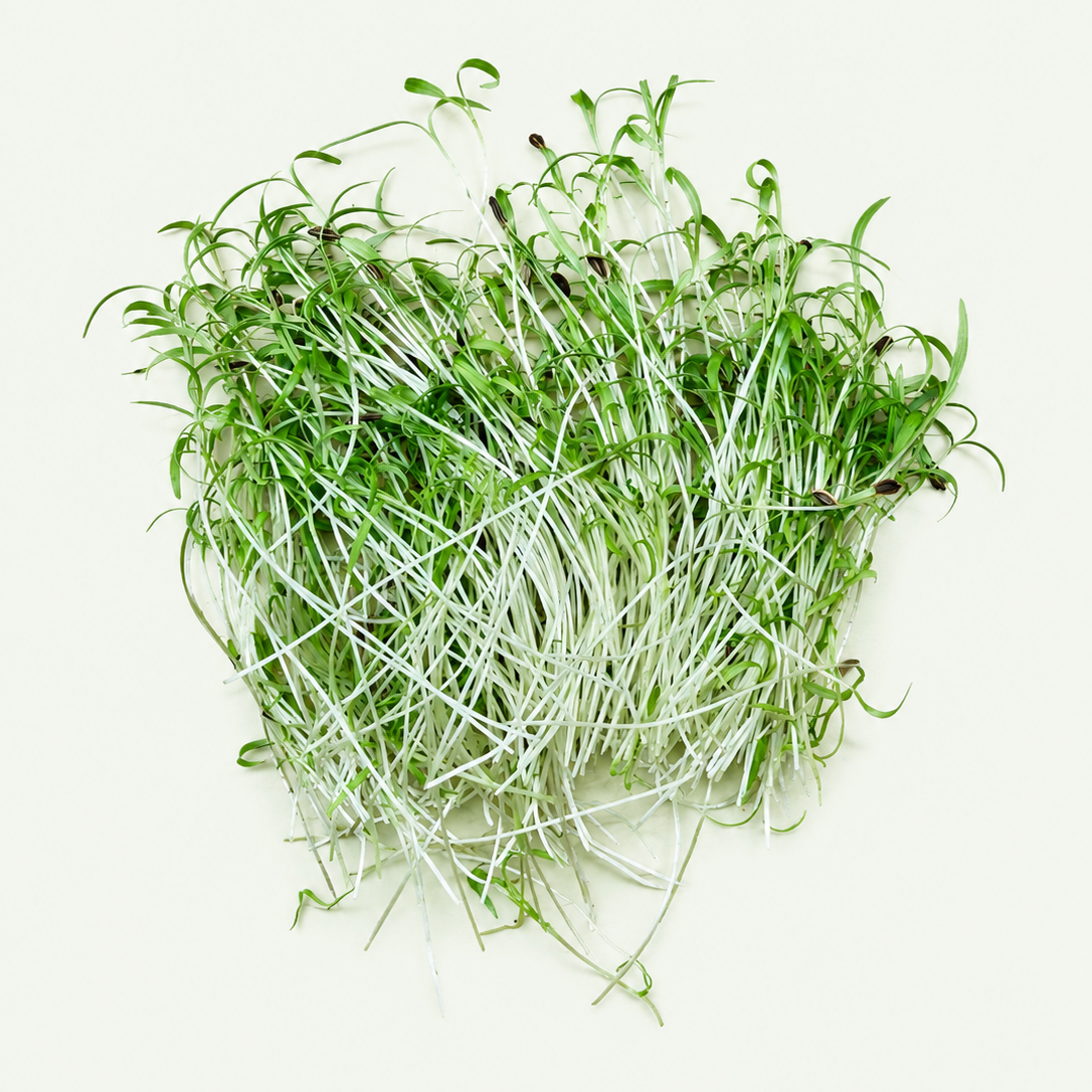 Dill