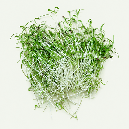 Dill