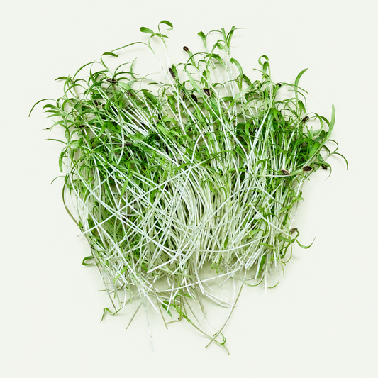Dill