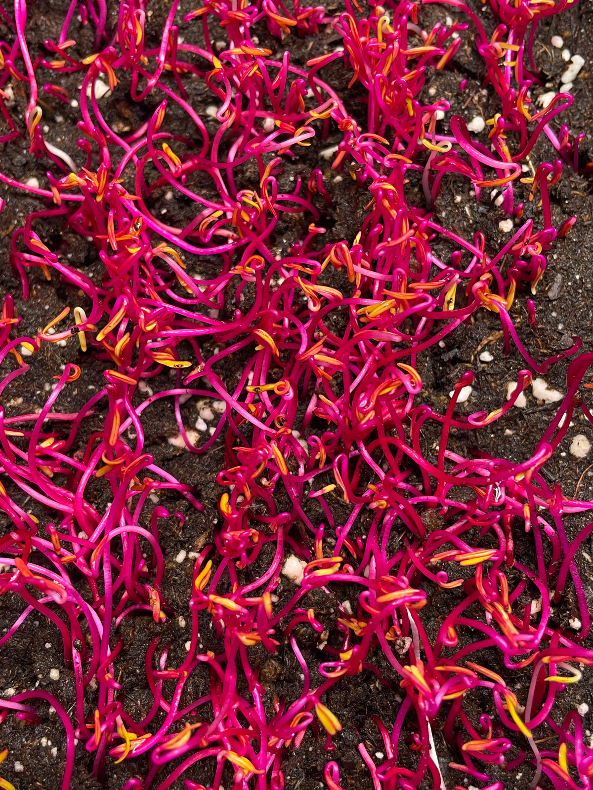 Rote Bete