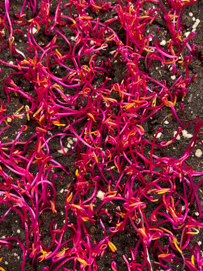 Rote Bete